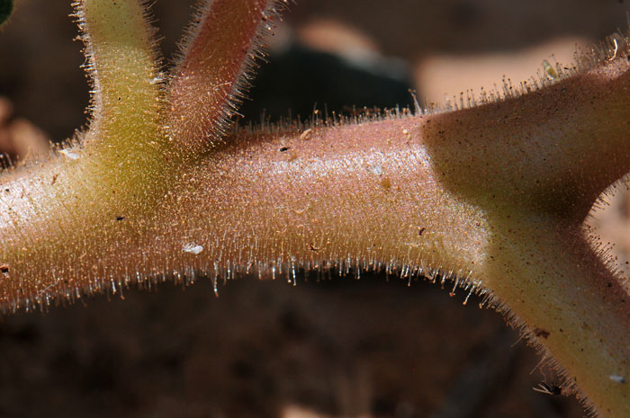 Proboscidea althaeifolia, Desert Unicorn-plant